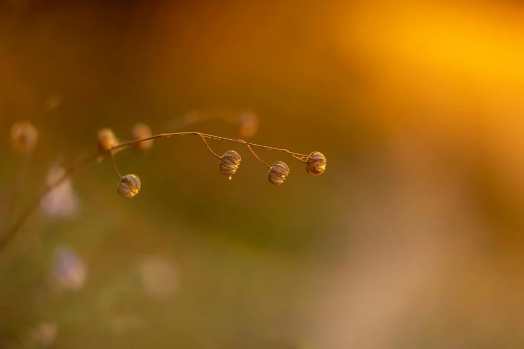 A serene close-up of delicate flower buds captured in warm sunset light with a blurred background.